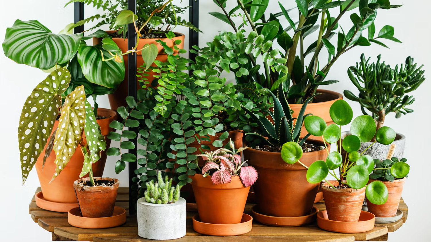 Plants