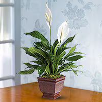 Sympathy Plants